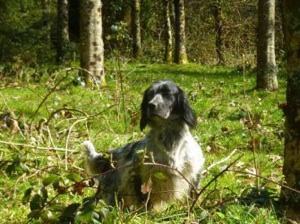 Freven de la fougere aigle