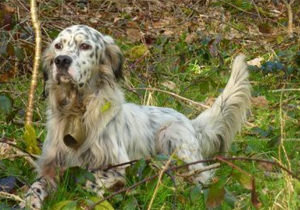 Gaicha de la fougere aigle