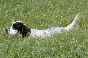 Sandocan Di val di chiana