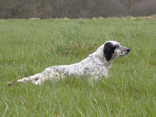 Britt de la fougere aigle
